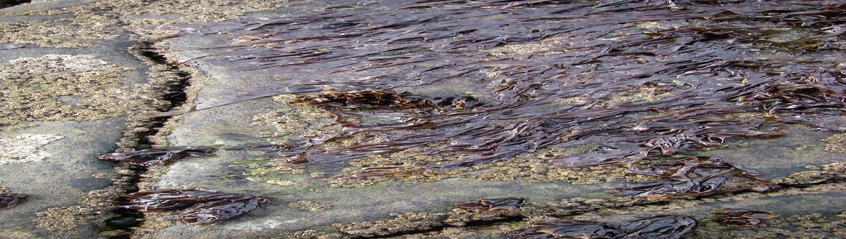 Willkommen bei Alg4Nut